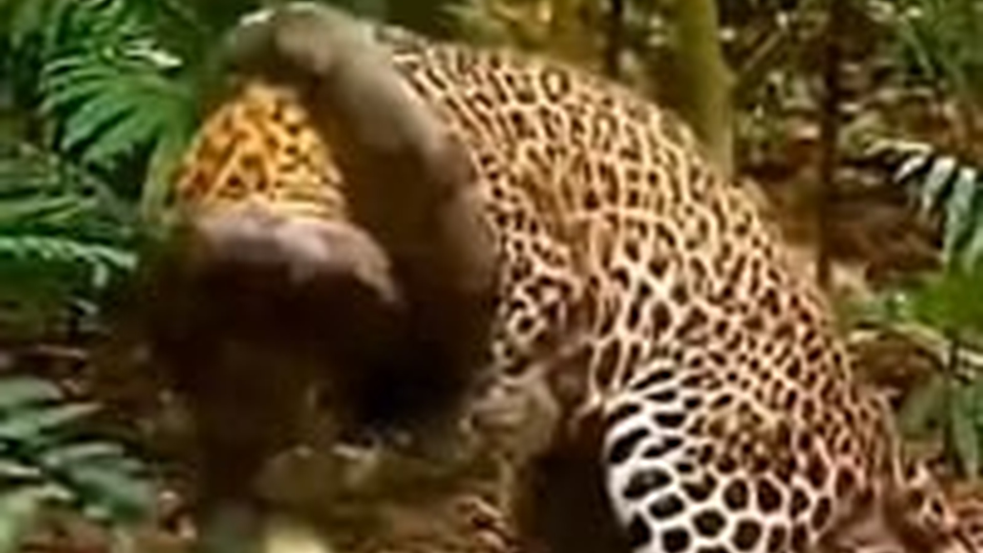 T2903020_macan yang mencoba melepaskan lilitan anaconda