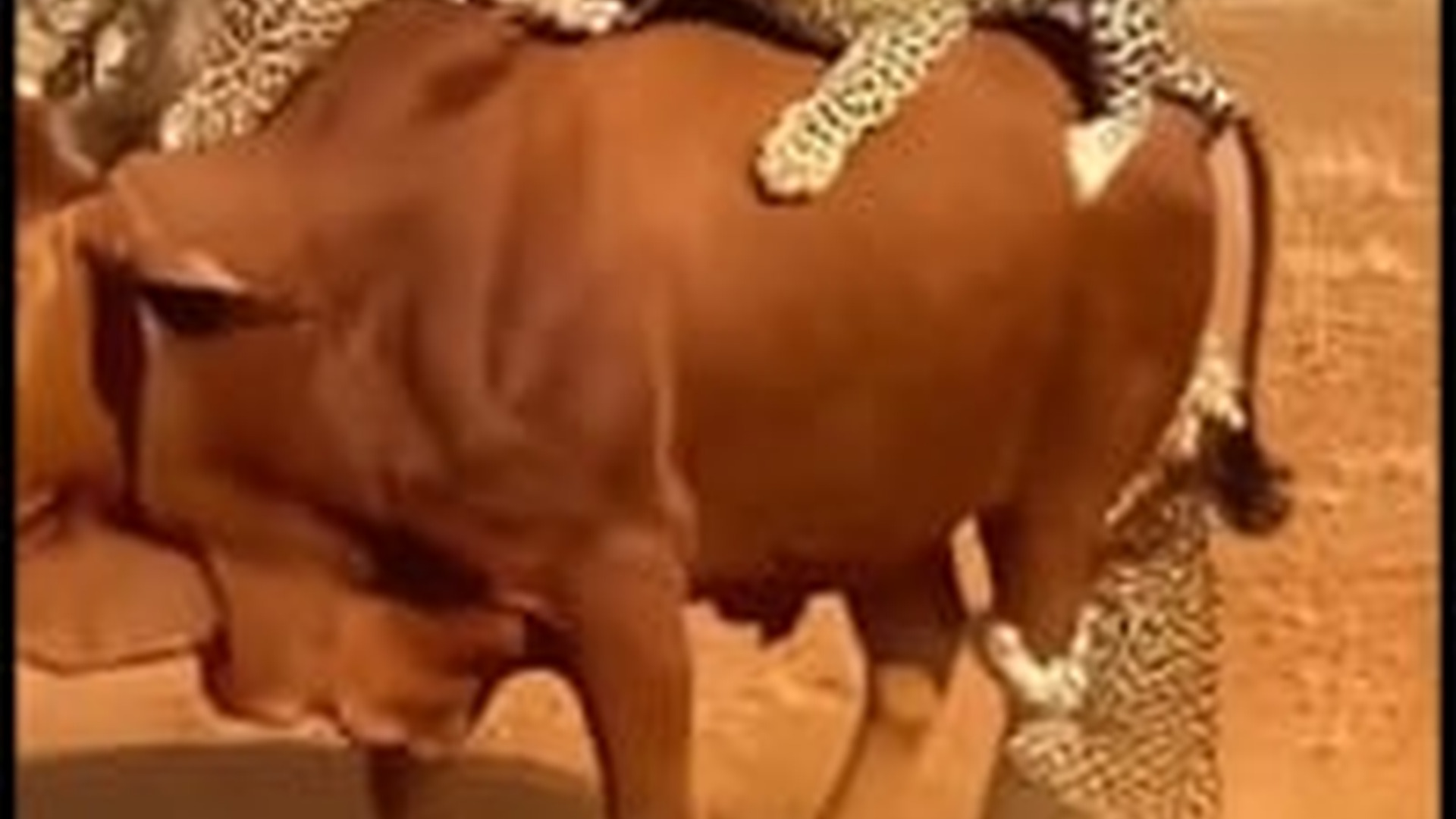 T3103001_গর রব চত Leopard এর