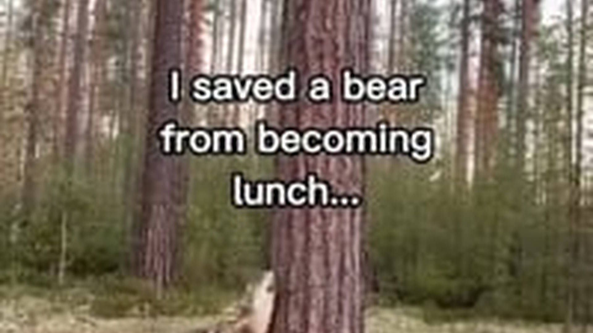 T3103003_Bear repaid me saving him #wholesome #animals