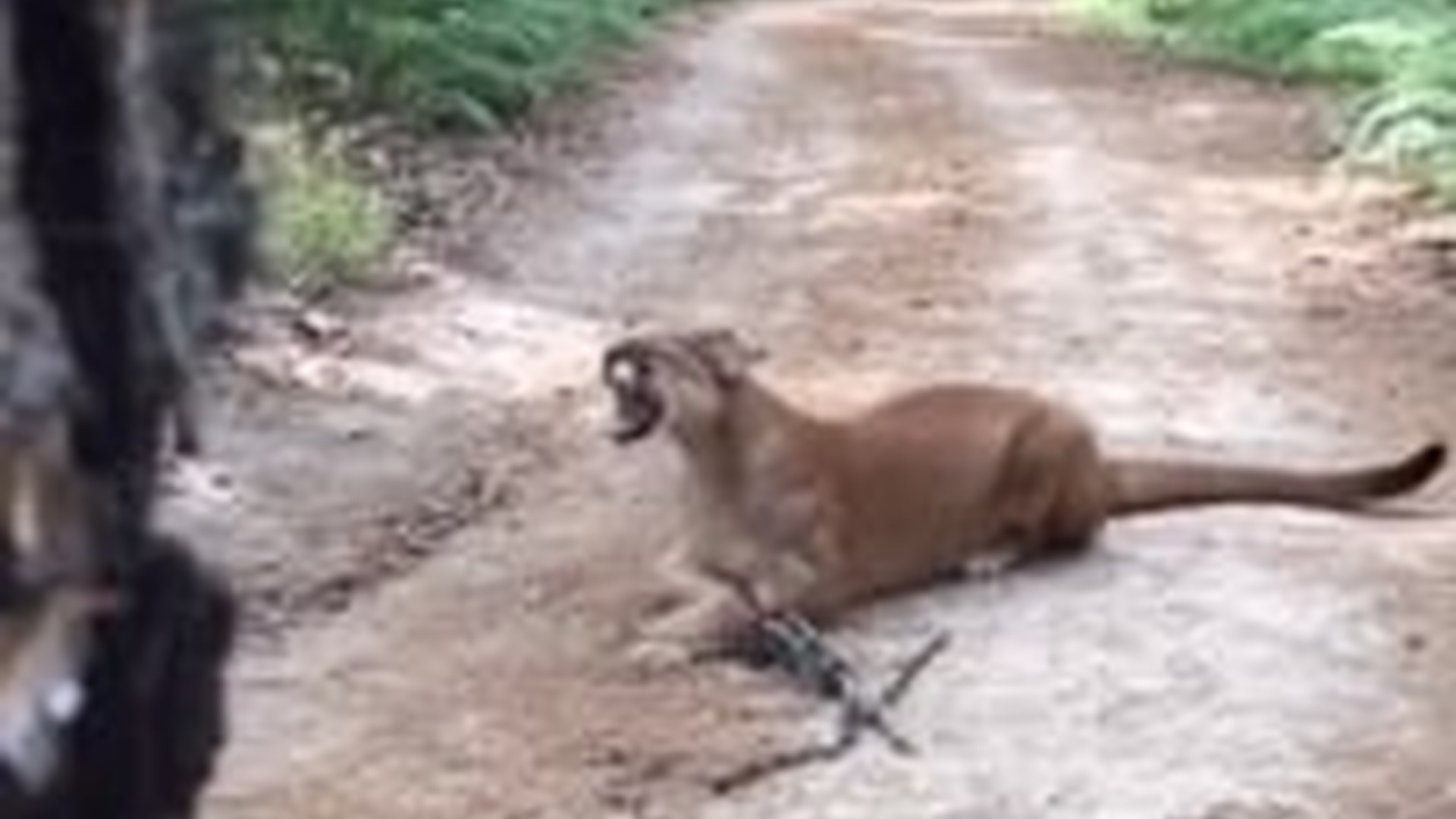 T3103004_Found Mountain Lion Trapped In Woods #wholesome #animals