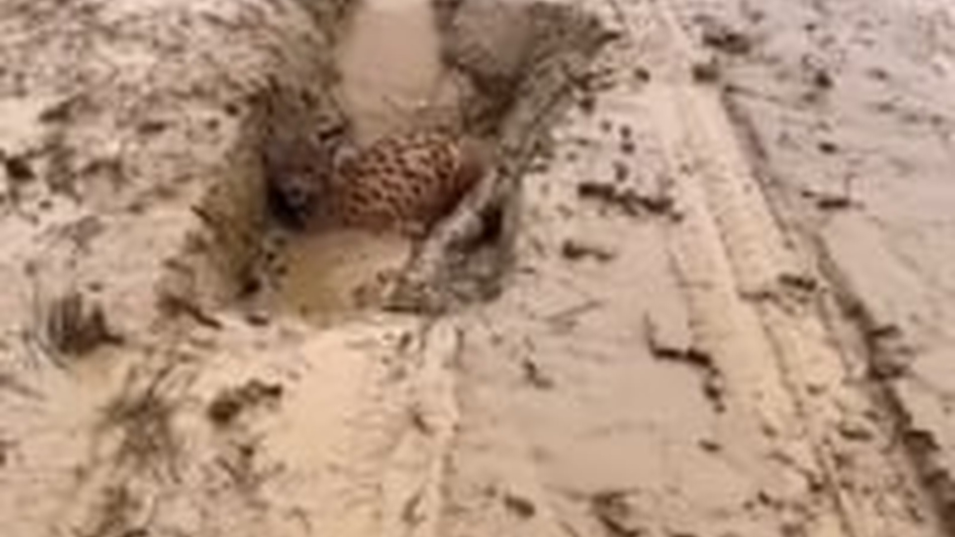 T3103006_Man befriended lynx after rainstorm #wholesome #animals