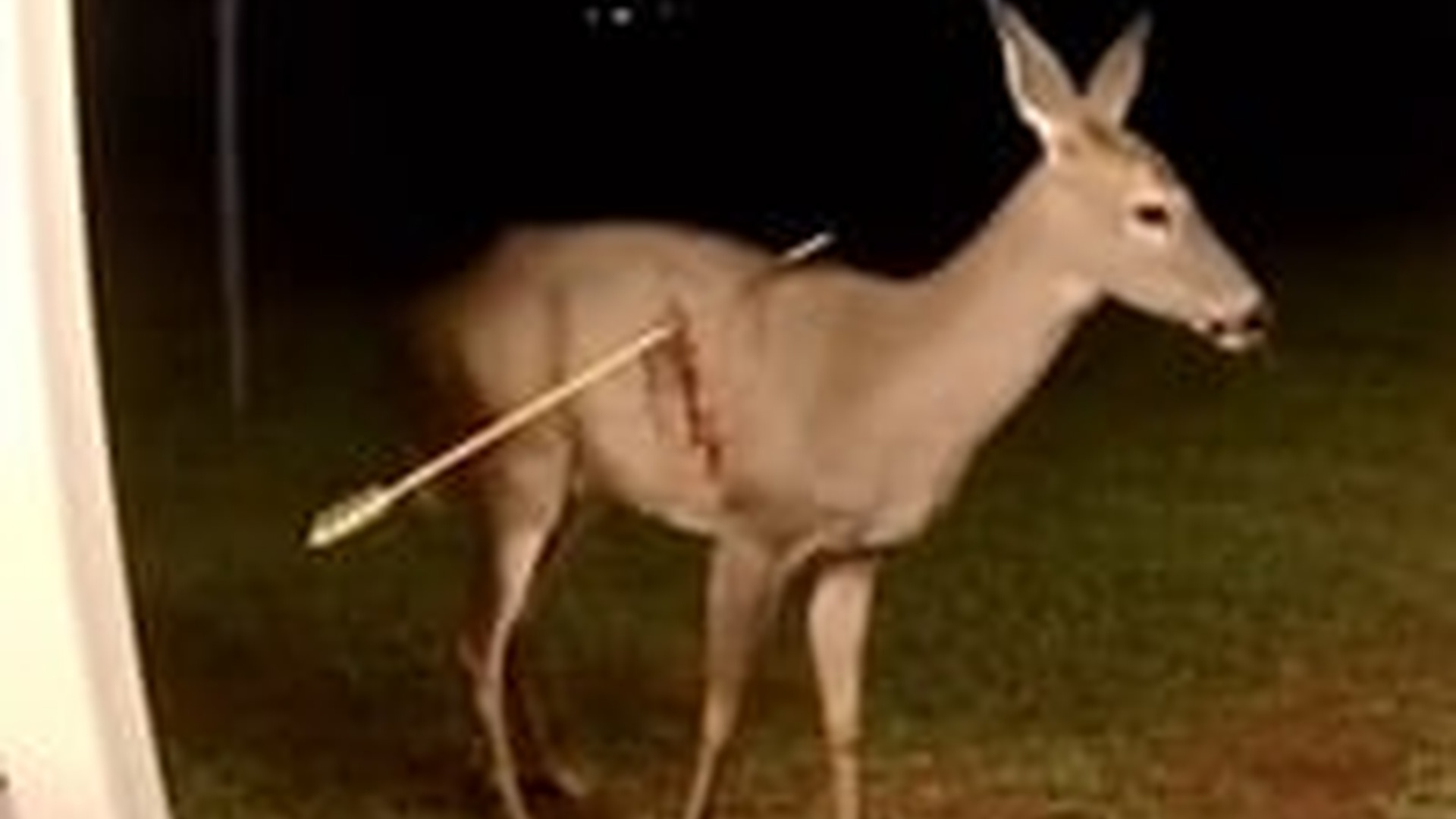 T3103007_making it my mission to find out who shot her #wholesome #animals