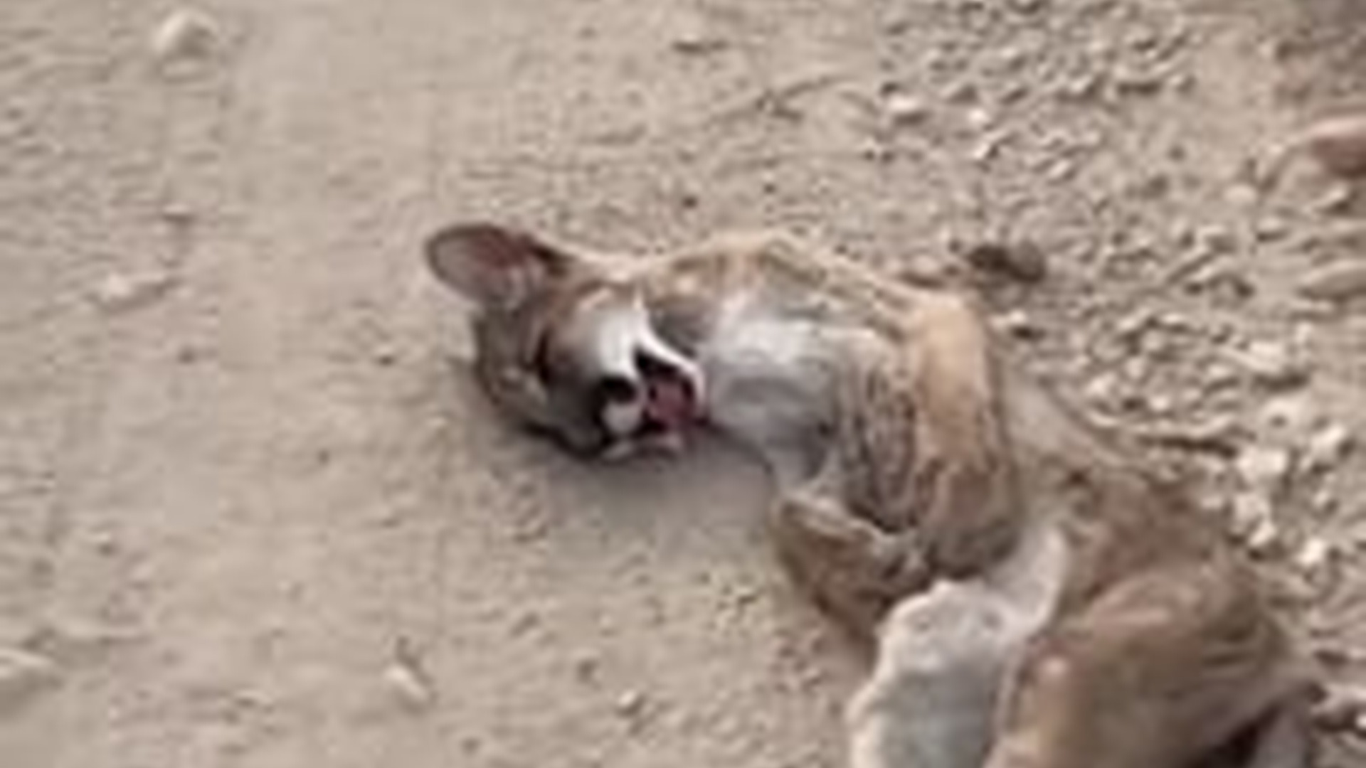 T3103008_Mountain lion was saved before it was too late #wholesome #animals