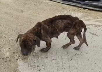 T0303011,We rescued a dog who couldn’t even eat… watch his slow recovery #DogRescue #HealingJourney