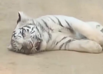 T0404015,A mother tiger abandoned her cub because of his color… what happened next broke hearts 🐯💔 #WildlifeDrama #MotherInstinct #Shocking