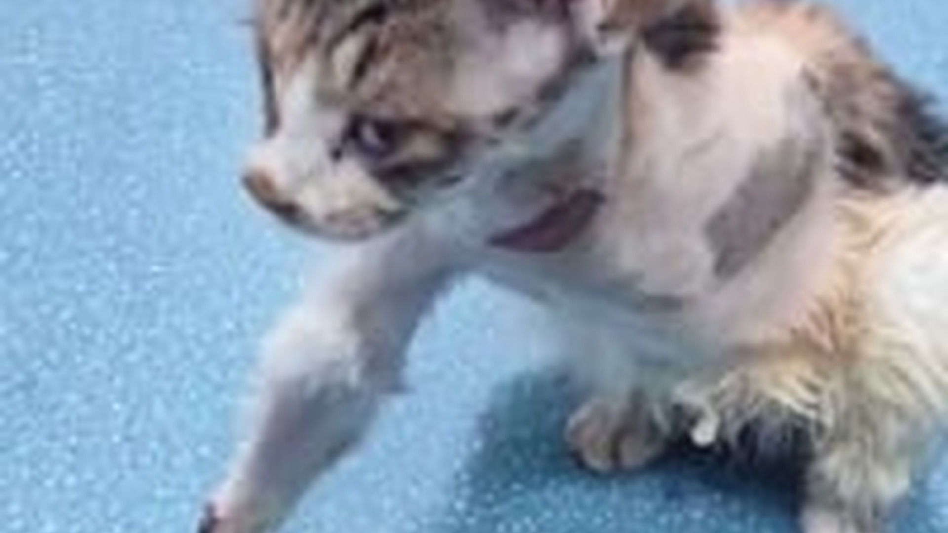 T0304012_#rescue #careforanimals #helpanimals #adopt #animals #foryou #tiktok