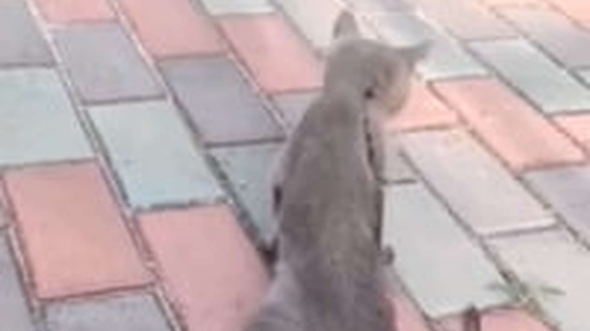 T0304017_#adopt #pet #tiktok #foryou #careforanimals #warm #helpanimals #poor