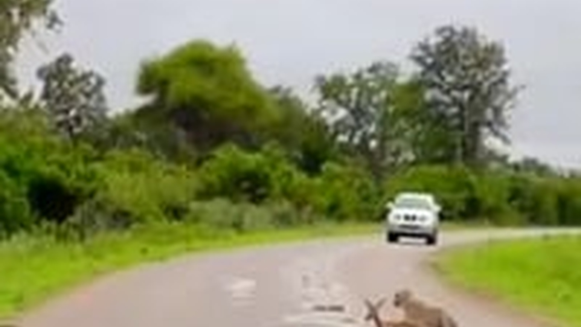 T0804011_life is too harsh poor little deer #animals #animalsoftikt...