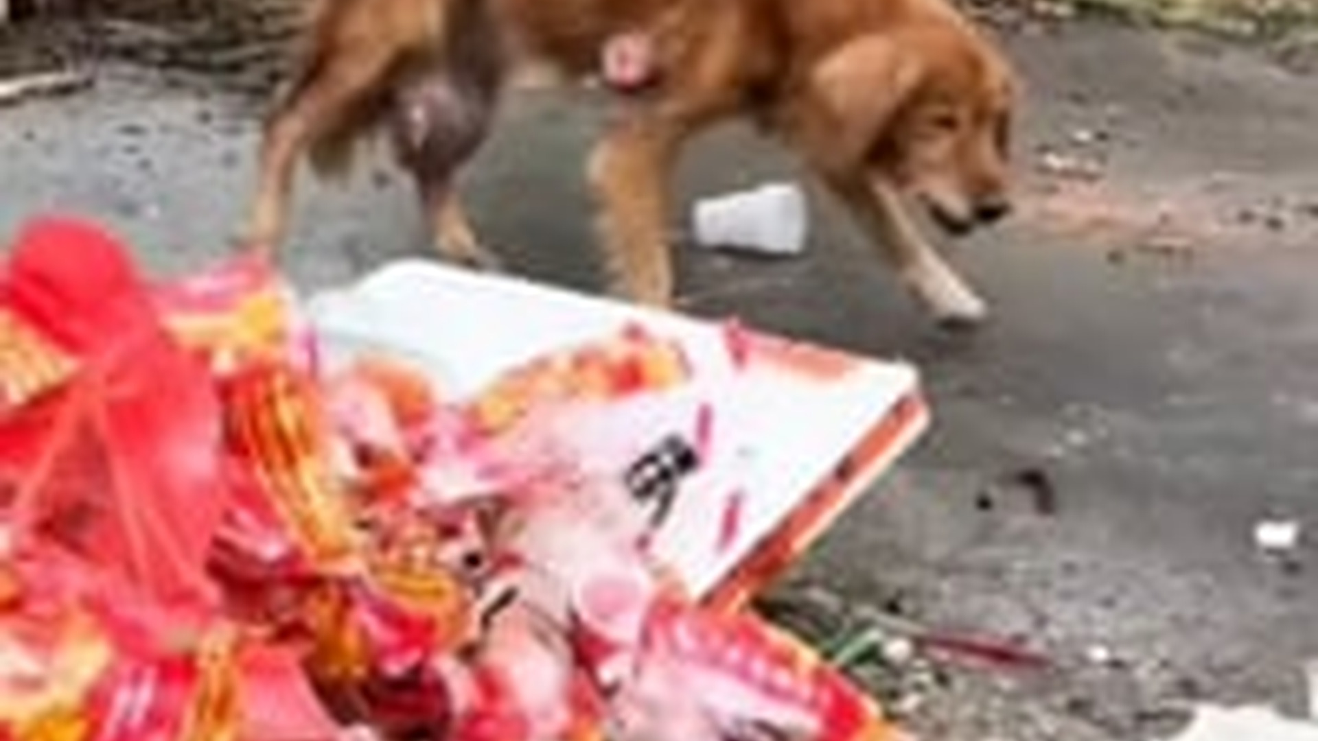 T0804021_parte rescue of an abandoned dog serious problems #rescue...