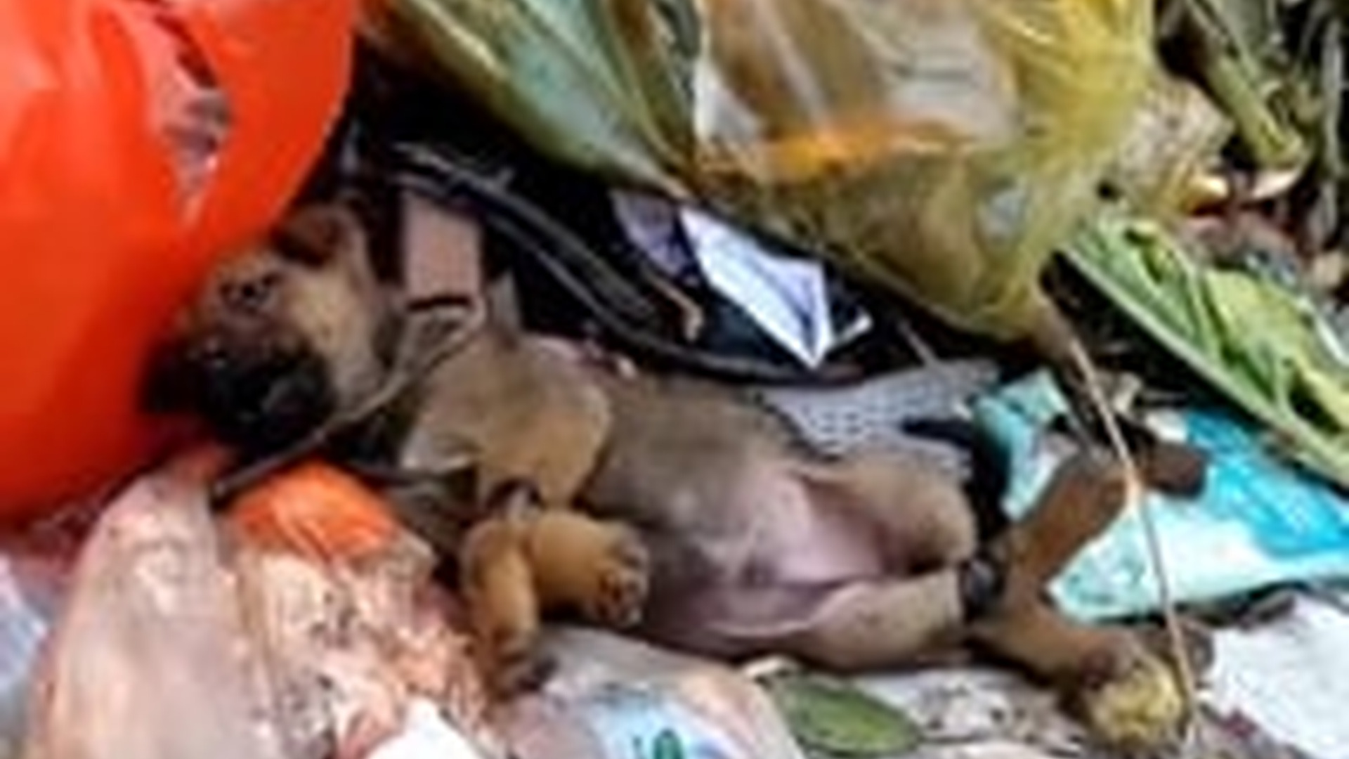 T0804023_Recuse poor puppy #animal #help #save #love #foryou #pet #cool #fyp