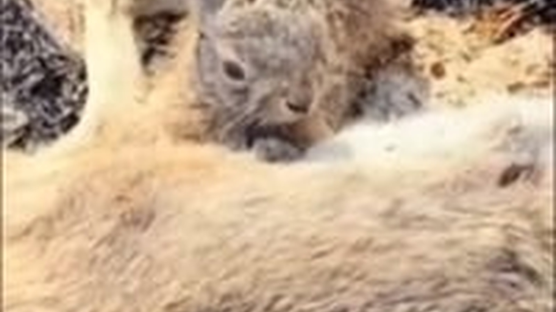 T0804038_farmer saved baby bunny after his mother died in field fire.. Y...