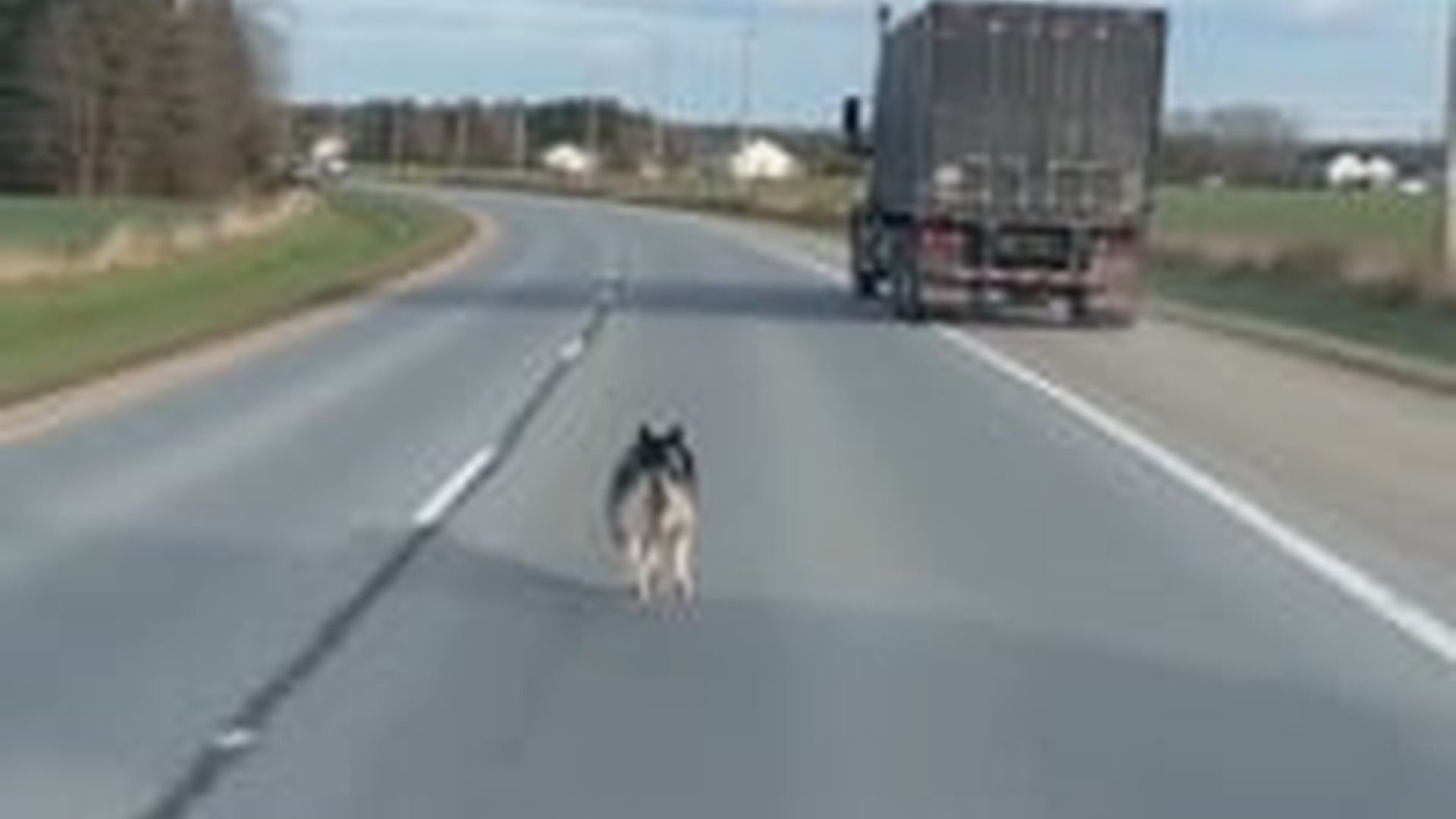 T0904011_Dogs are family lifetime.#animals #dogs #rescue #cute #family