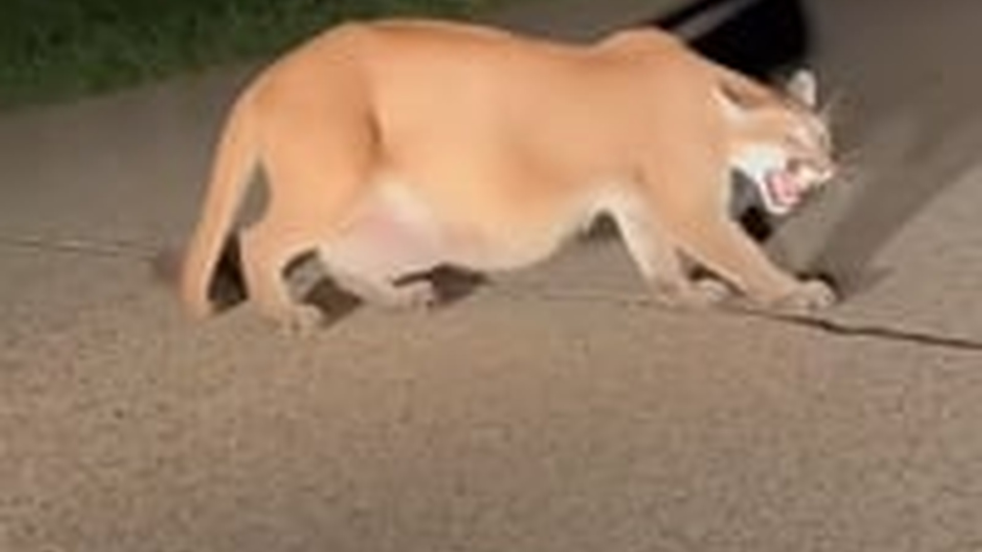 T0904016_cougar blocked my path.#animals #rescue #lion #cute #fyp