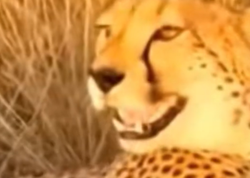 T0204010_Rescue Cheetah Family #rescue #animalsoftiktok #animallove #rescuean…