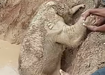 T1204022_Man pulls baby elephant out of an abandoned well #elephant #wildlife