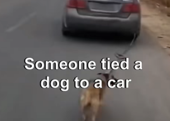 T1704029_dog need help #story #animal #resuce
