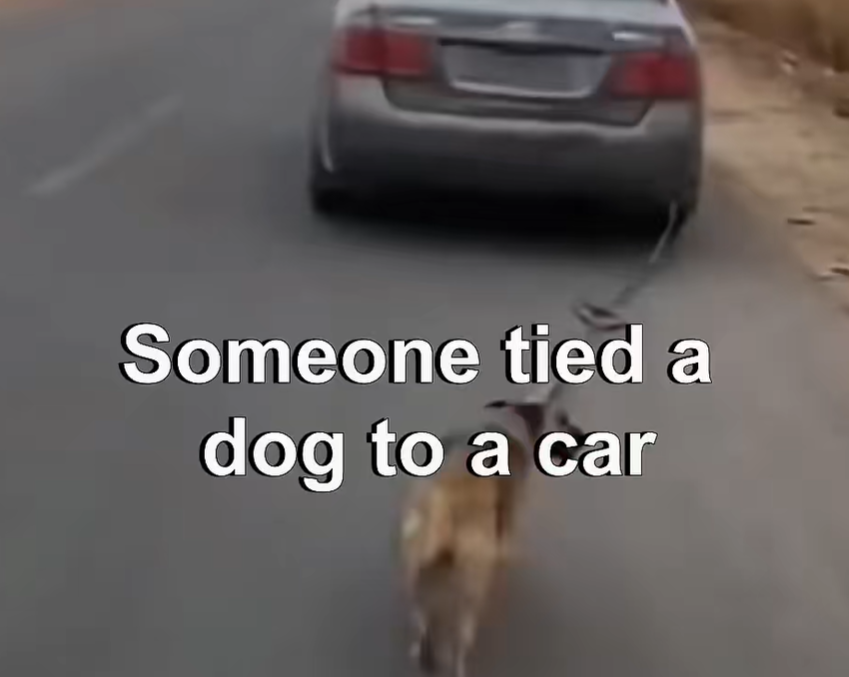 T1704029_dog need help #story #animal #resuce