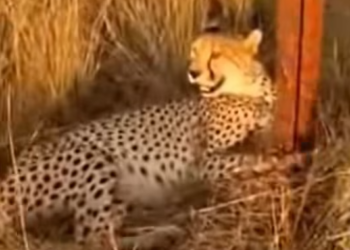 T0204010_Rescue Cheetah Family #rescue #animalsoftiktok #animallove #rescuean…