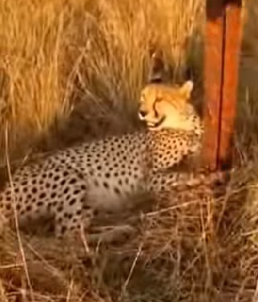 T0204010_Rescue Cheetah Family #rescue #animalsoftiktok #animallove #rescuean…