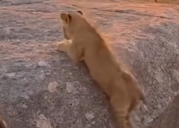 T0404002_She Risked Edge to Pull Him Back. #Lioness #CliffRescue #WildlifeMoment #MotherLove Wild Bond Stories