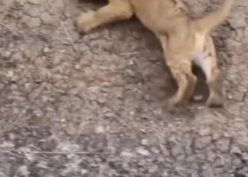 T2604021_Kind man rescued injured lion cub cares it