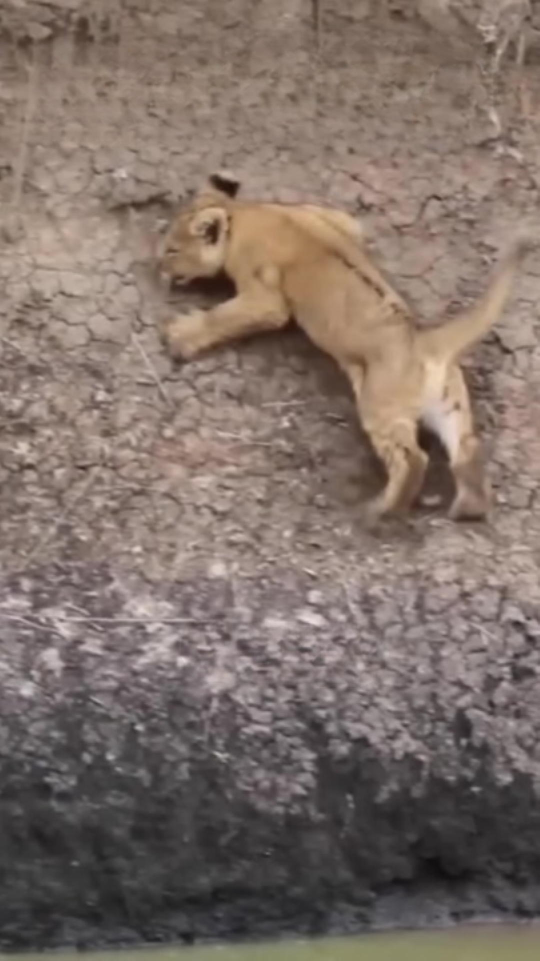 T2604021_Kind man rescued injured lion cub cares it