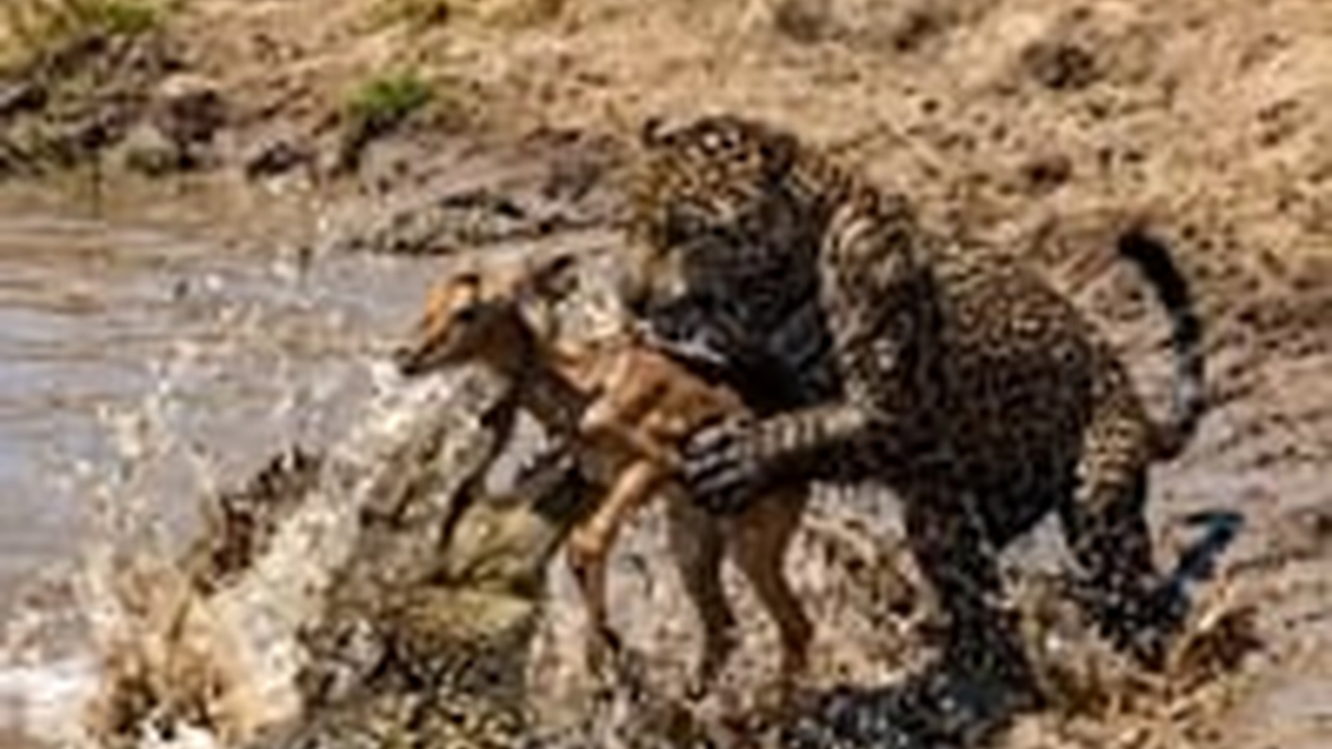 T0905016_Not every predator is