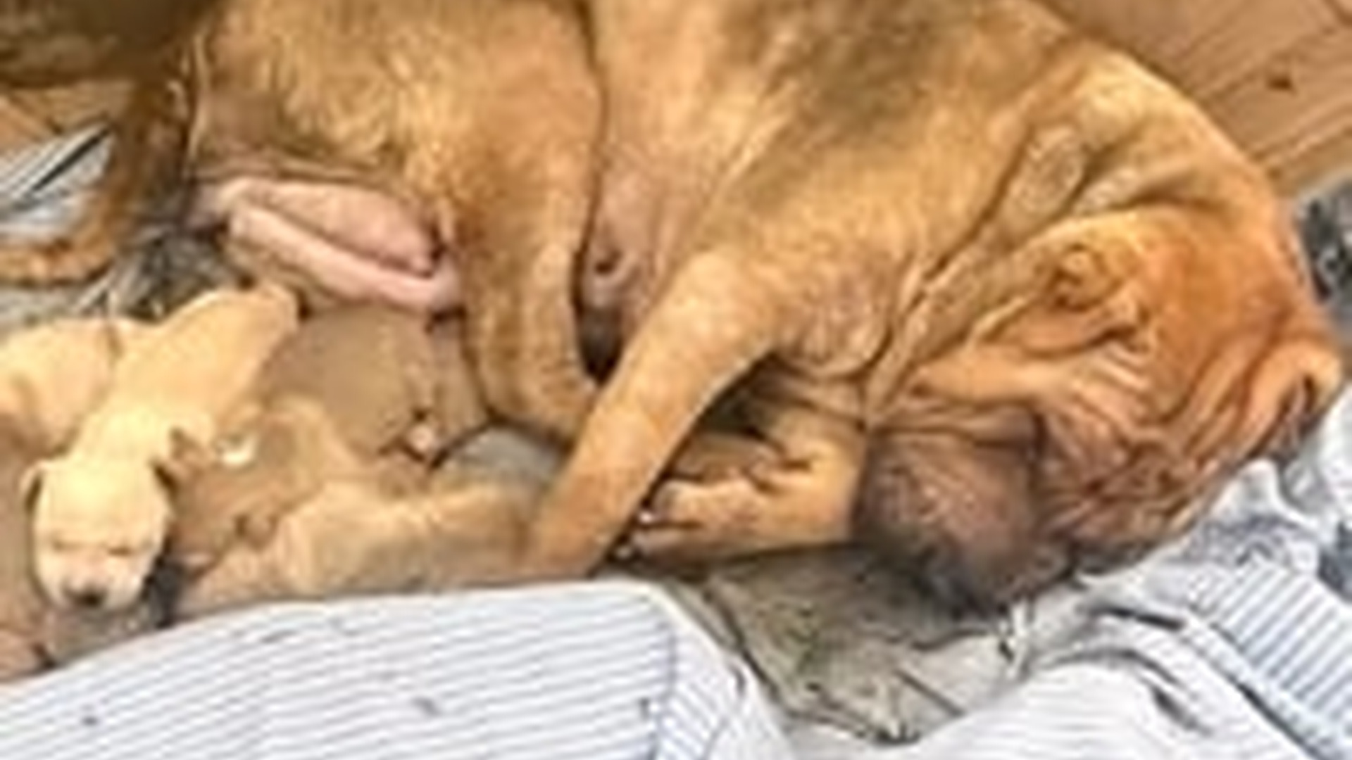 T1205017_She Was Abandoned on Street But Her Love Her Puppies Moved Everyone to Tears