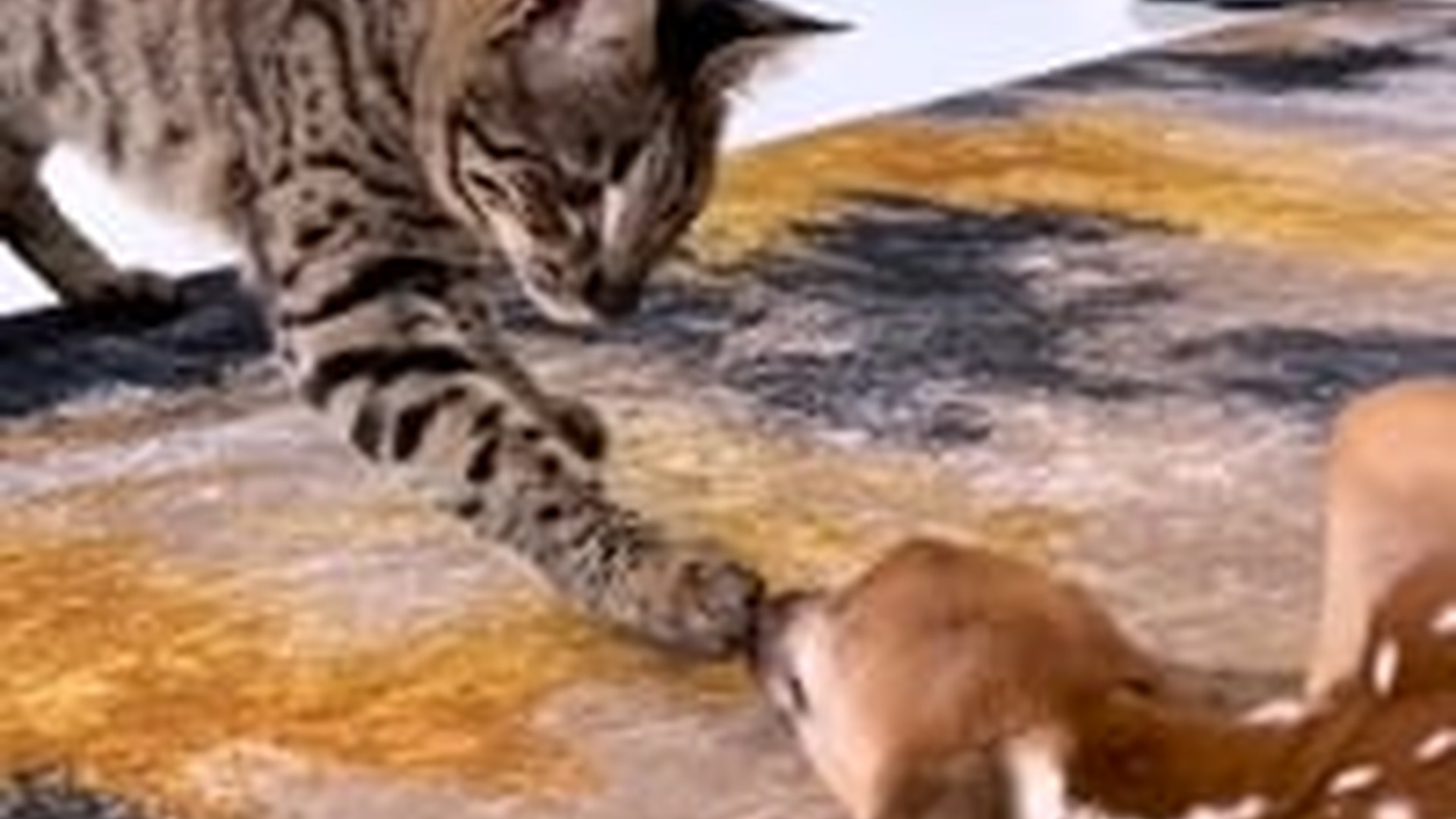 T1305016_Injured fawn found in