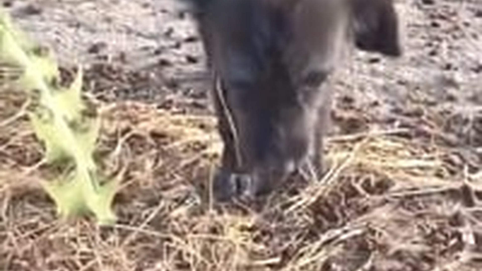 T1305018_Lost Mother Dog Protects Her Fragile Puppies Until Kindness Finally Finds Them