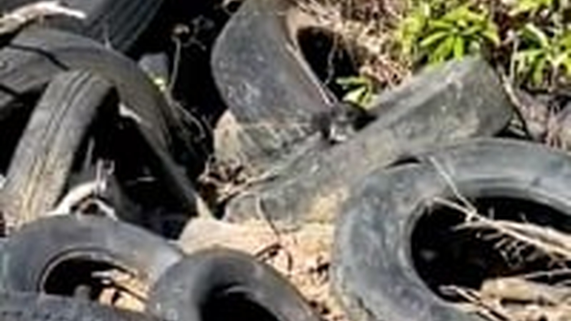T1005003_Abandoned dog took up residence in pile of tires. Thank you @Lolasluckyday