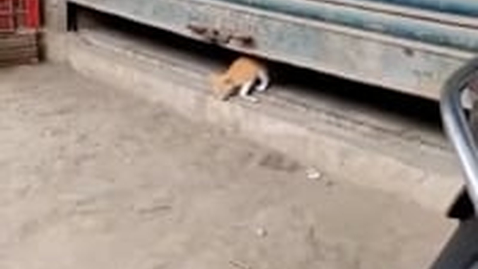 T1005006_dog saved tiny kitten trapped under door!