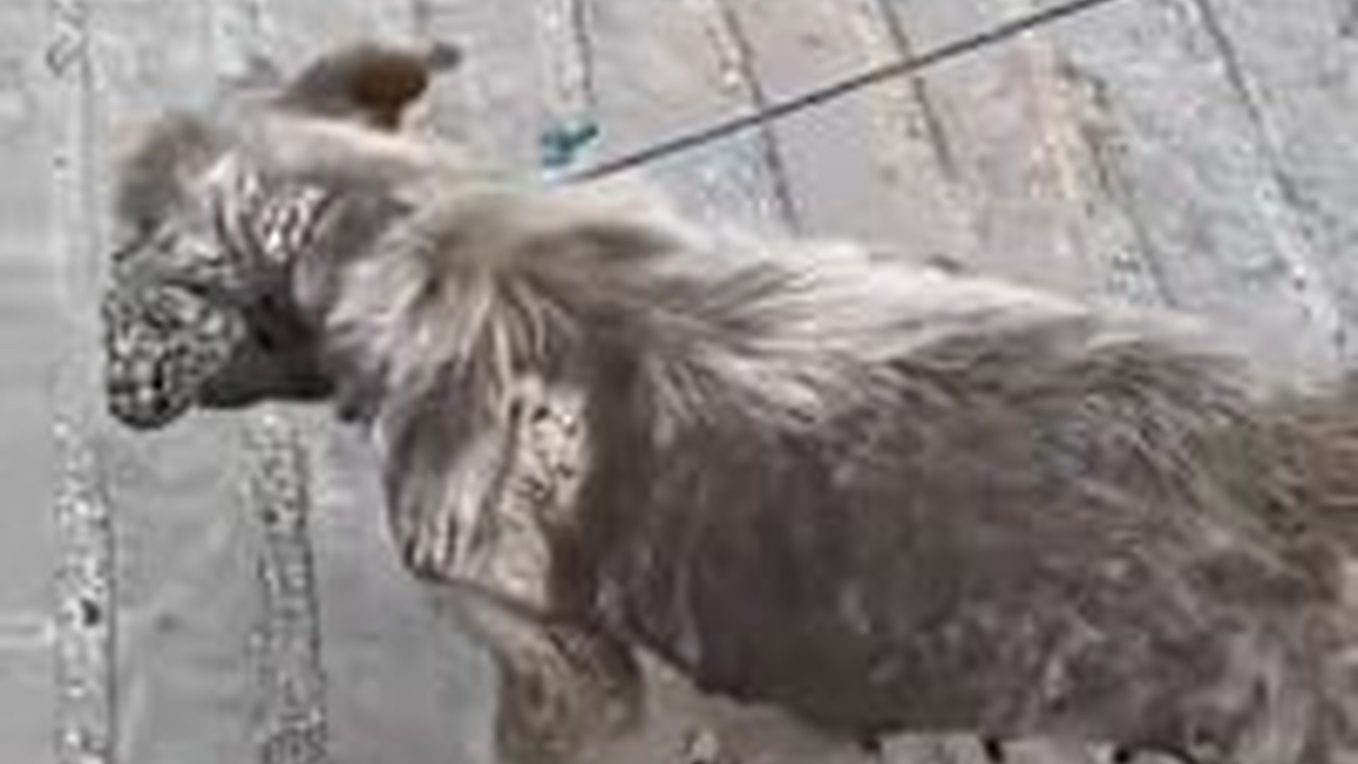 T1005009_Heartbreaking Neglect Could not Break Her Spirit as She Fought to Again