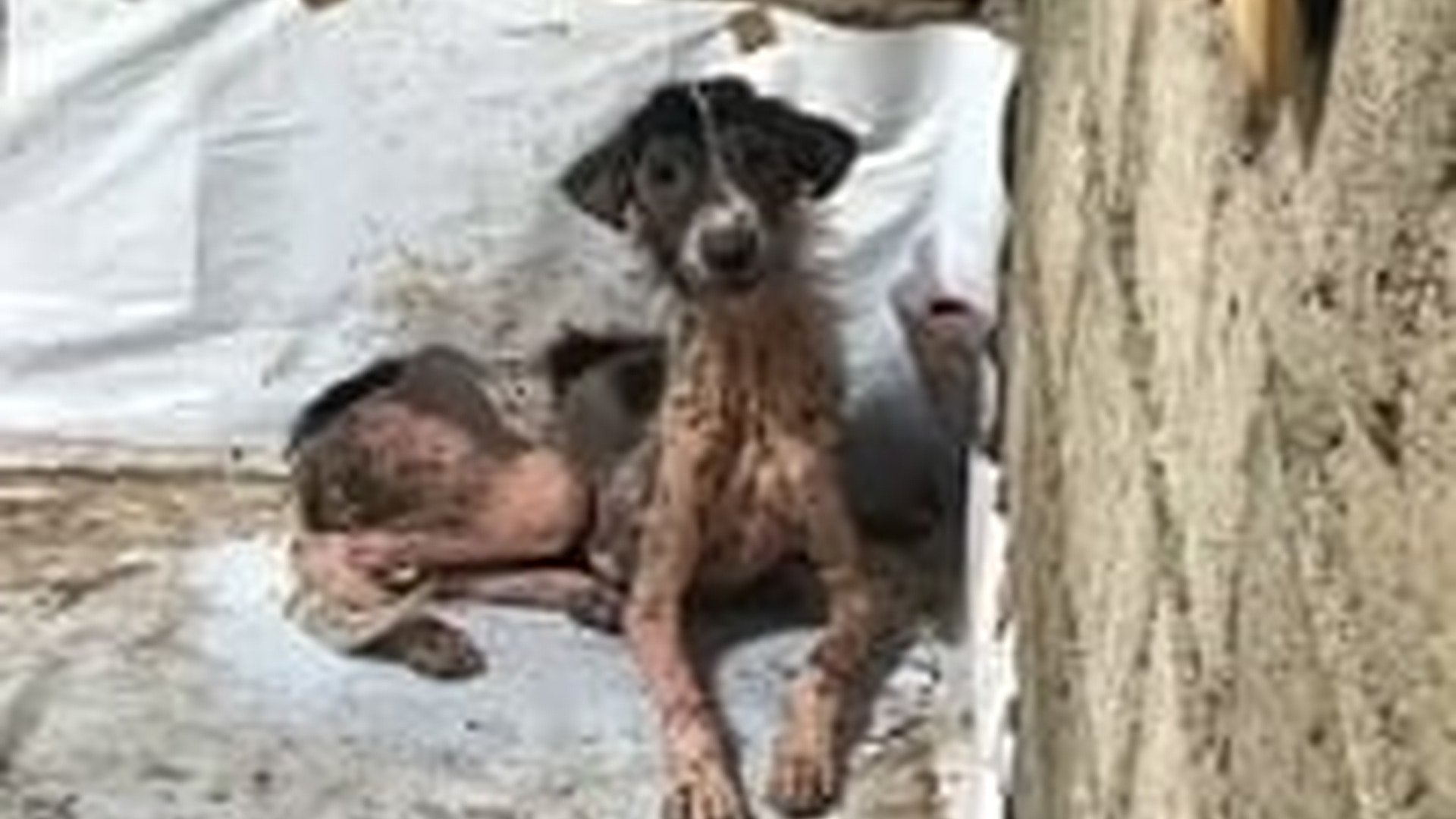 T1005010_Her Quiet Spark of Hope Survives Despite Years af Suffering Painful Wounds