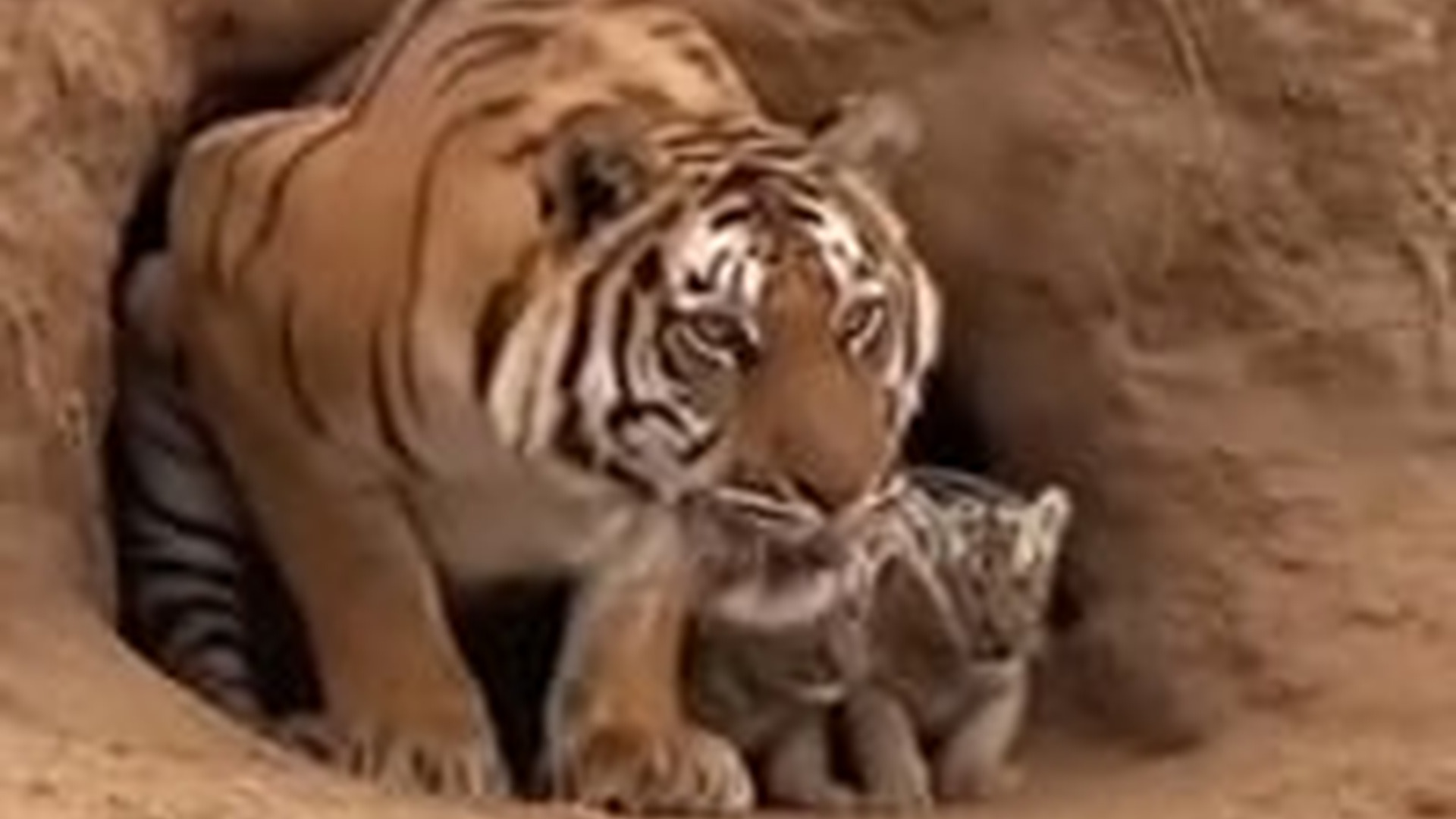 T1005020_Wolf Messed Wrong Momma Tiger