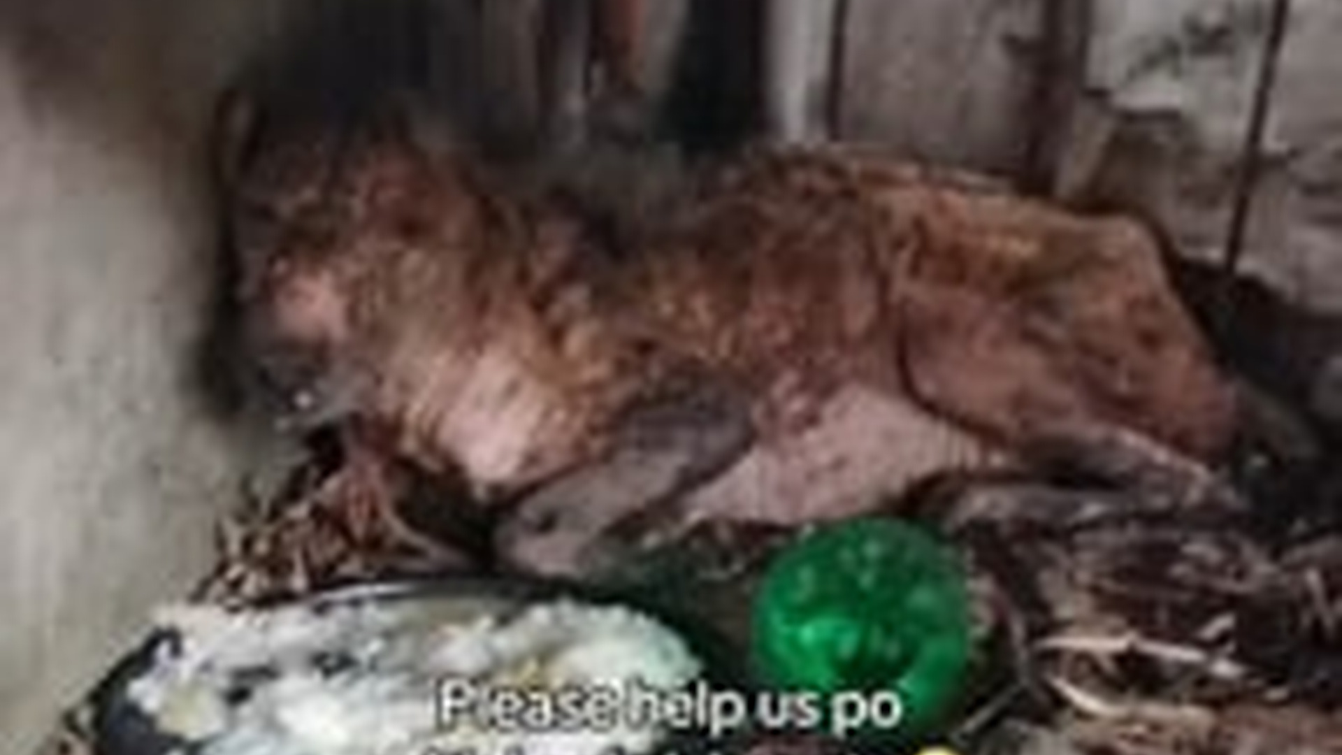 T1605016_dog, barely alive, was abandoned earlier today. only thing we c