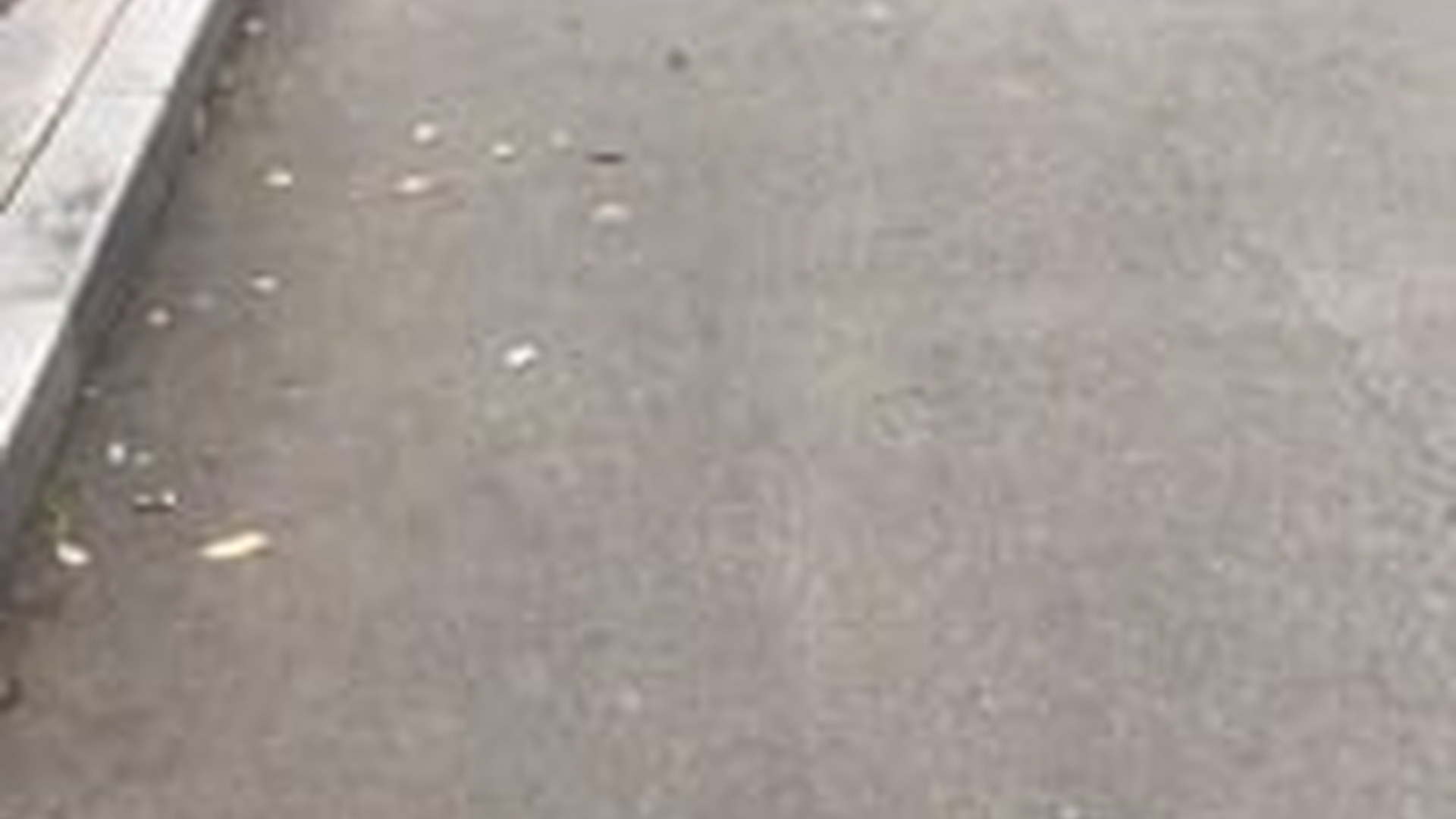 T1605017_found puppy family on street There was an accident