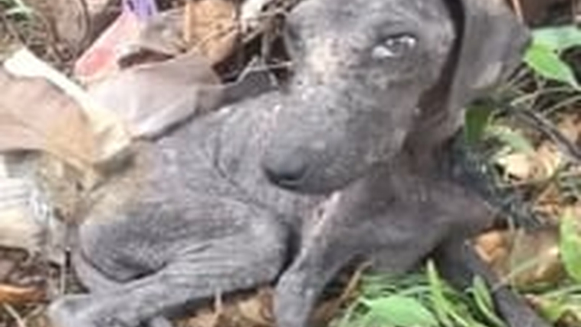 T1605019_He was found lying exhausted rope embedded deeply around his neck