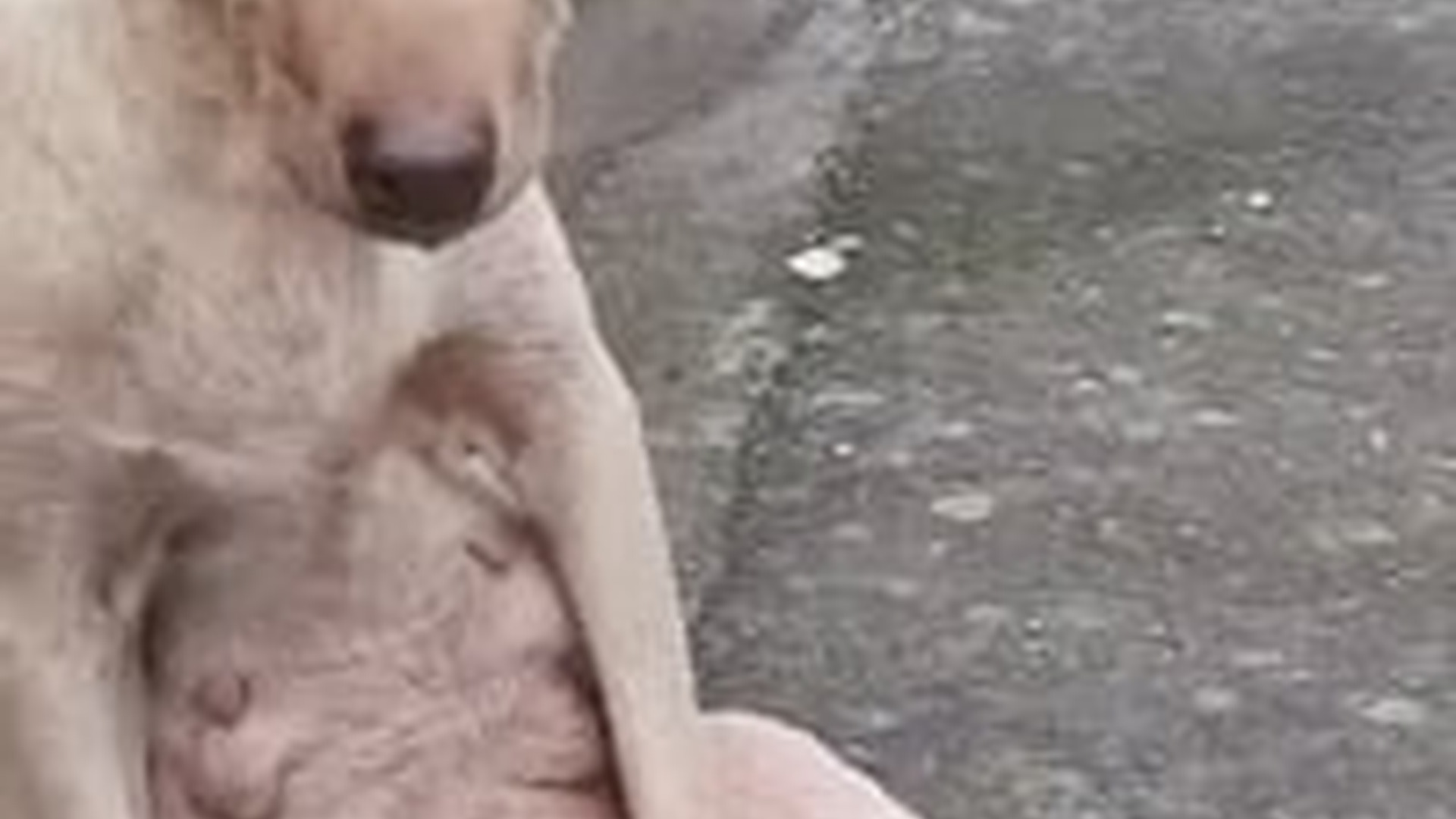 T1605021_Homeless mama dog paralyzed road