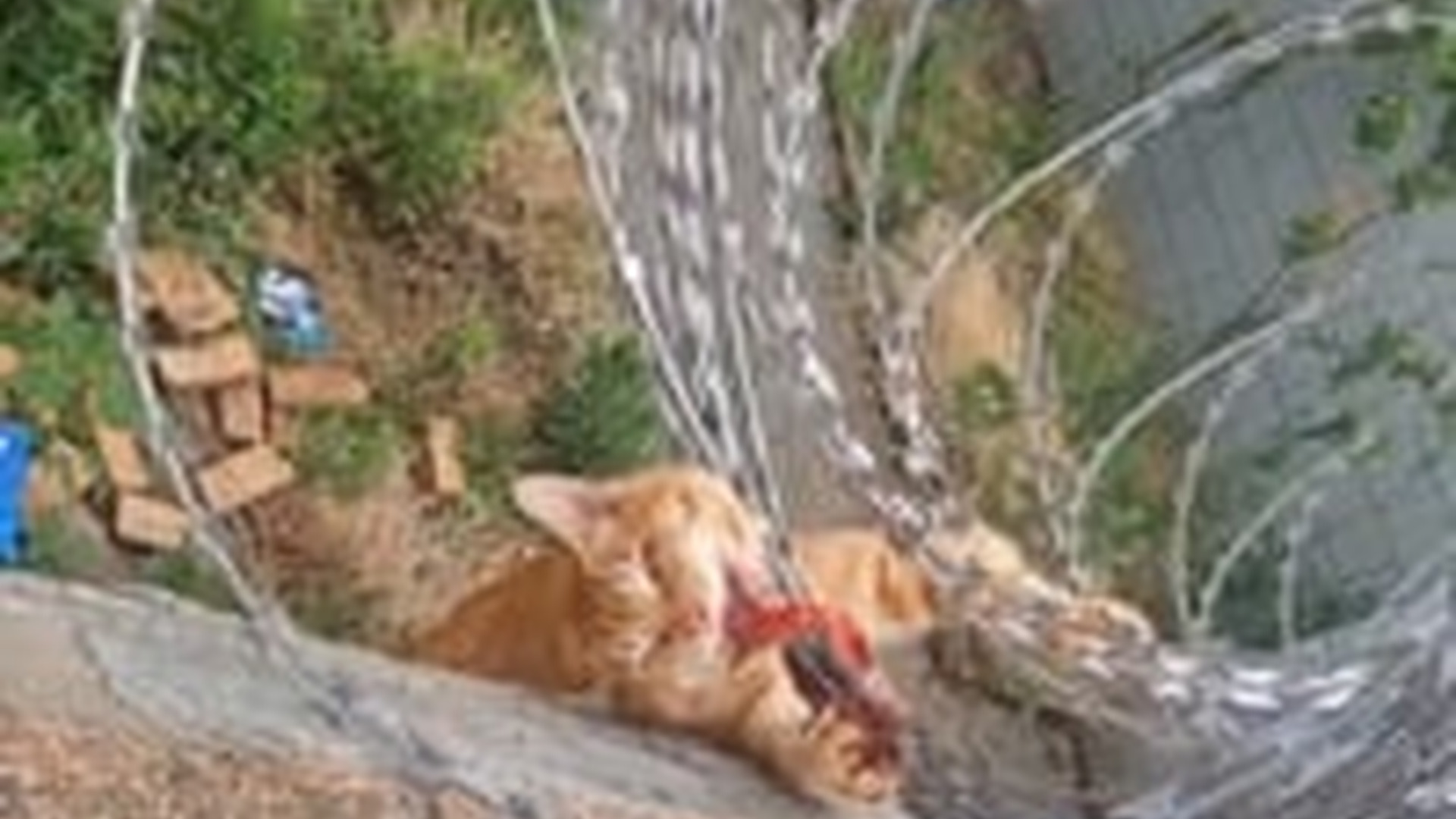 T1605028_poor cat got stuck in swivel wire at night, saved it will