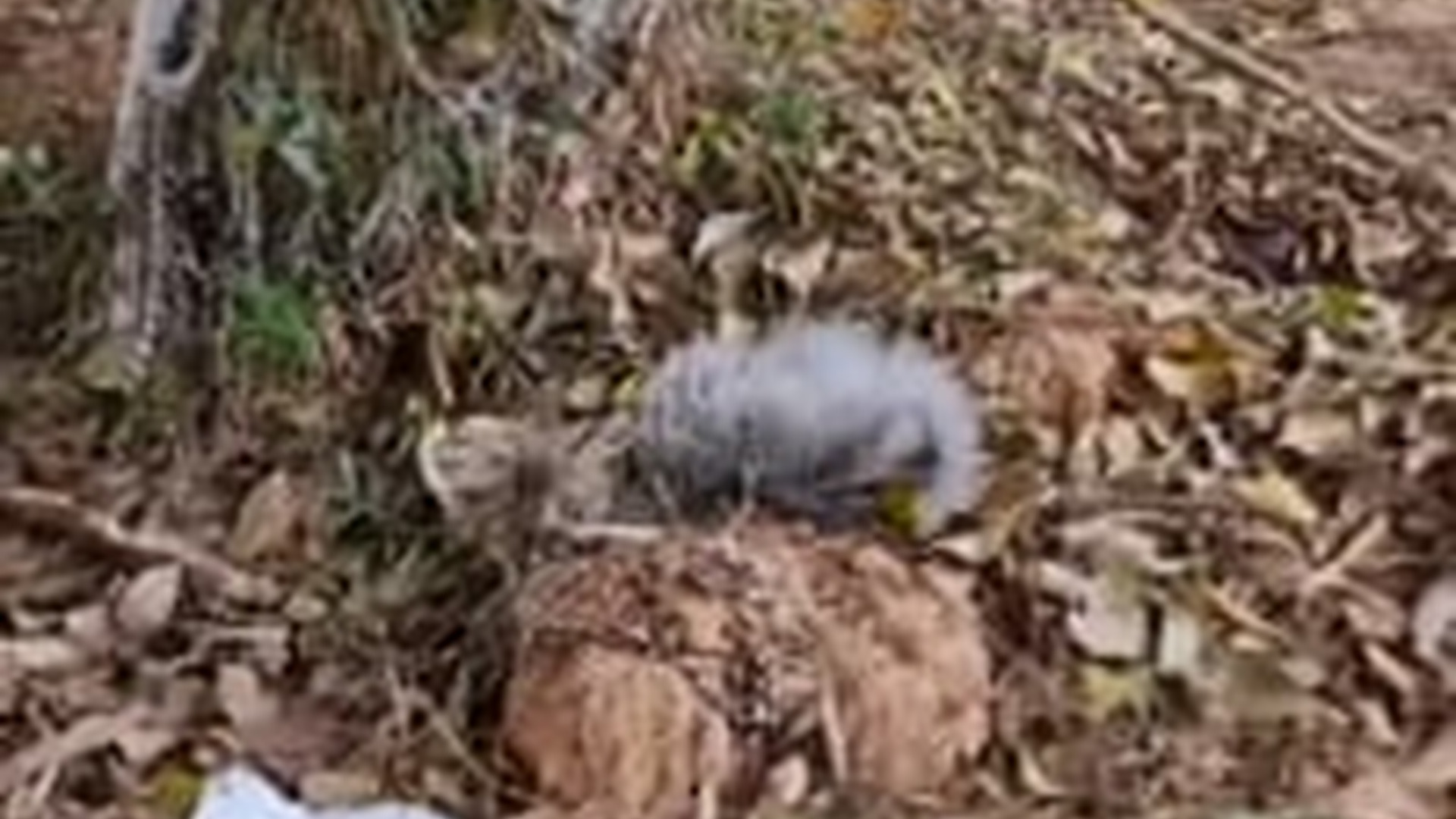 T1605030_Rescue cat #animal #animalsoftiktok #rescueanimals #rescueanimals