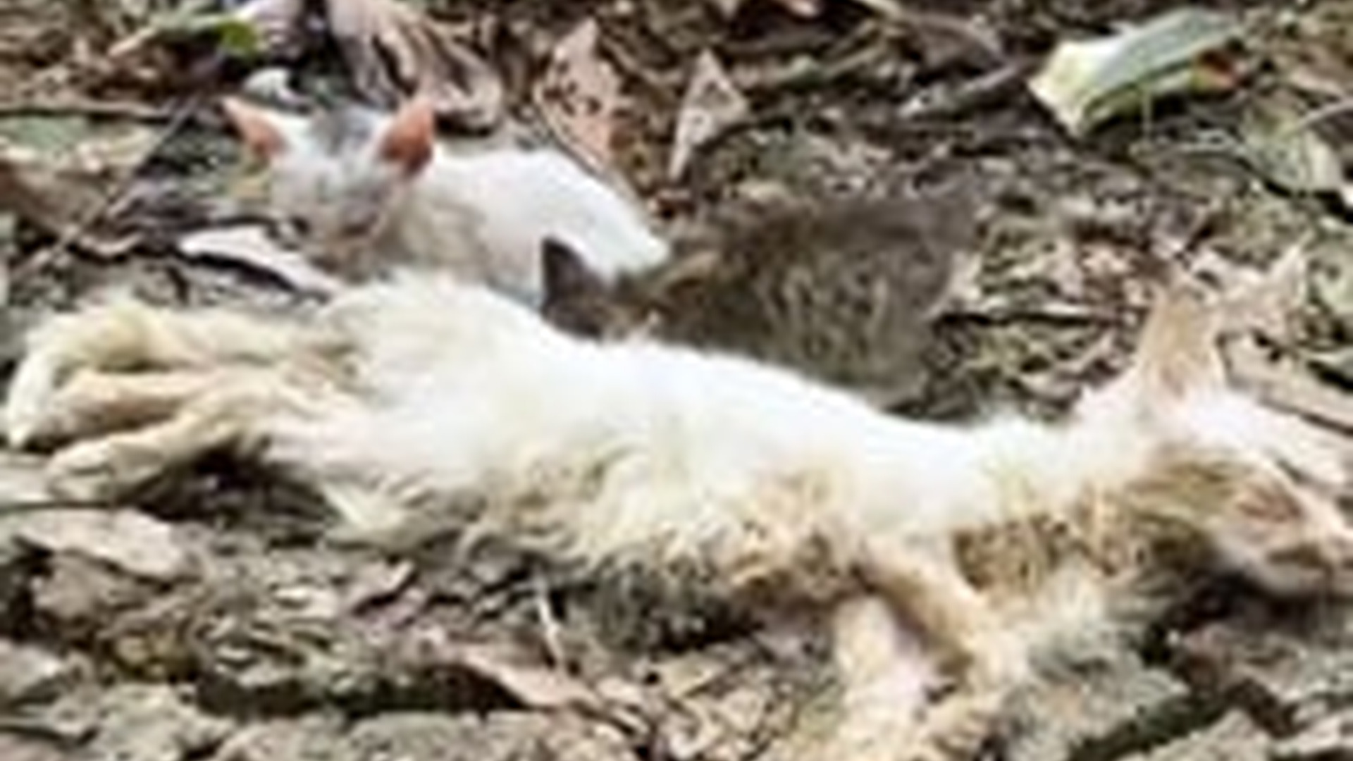 T1605031_Rescue family of cats #animal #animalsoftiktok #rescueanimals #resc
