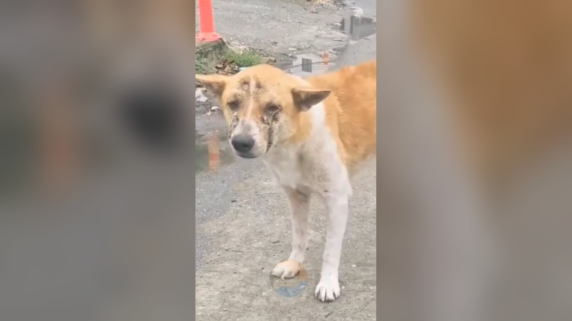 T2405012_He was found roaming the street all alone and suffering from nasal cancer