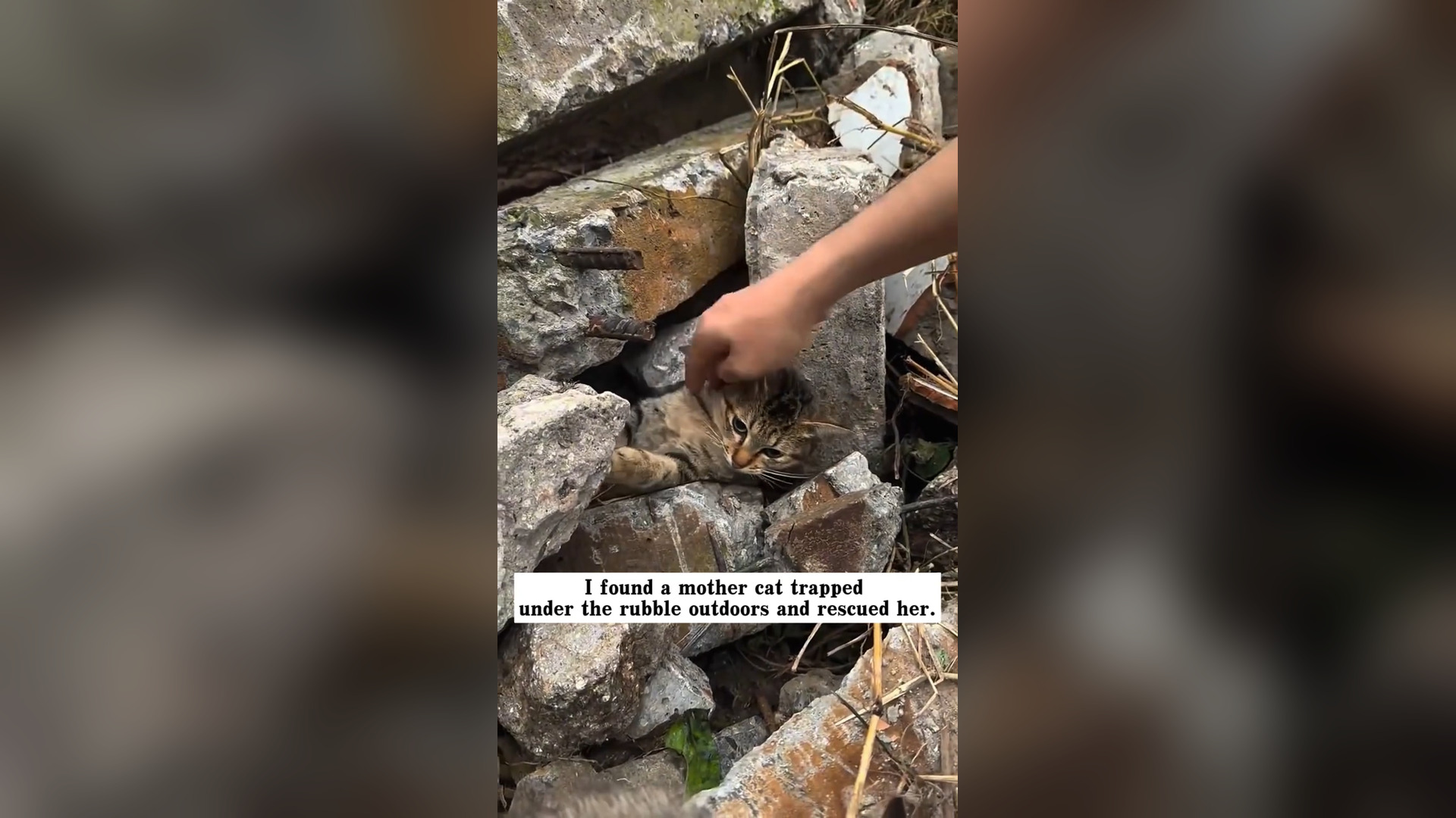 T2405014_I found a mother cat trapped under the rubble outdoors and rescued her, and then…