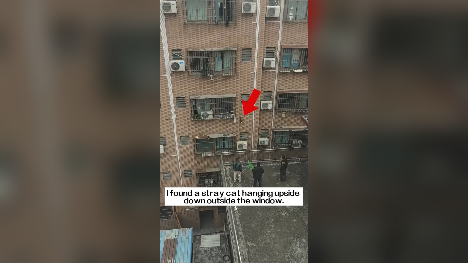 T2405015_I found a stray cat hanging upside down outside the window.With the help of many people, It was fina