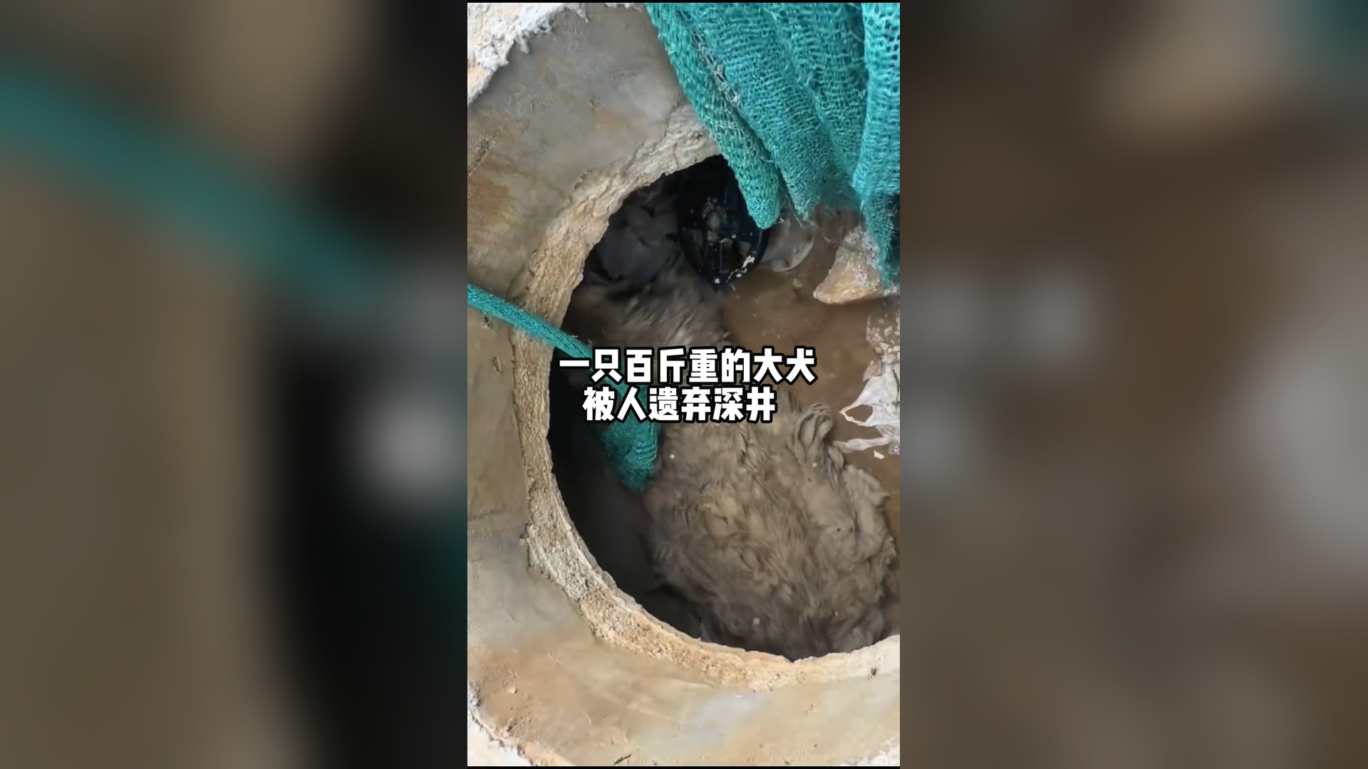 T2405034_Animal Rescue Big Dog Abandoned in Well