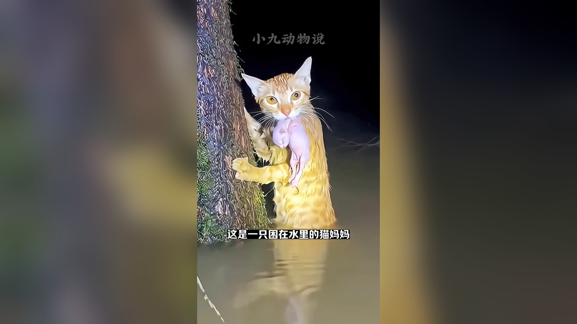 T2405035_The poor female cat was trapped in the water, but she couldn't bear to put her child down in her mouth