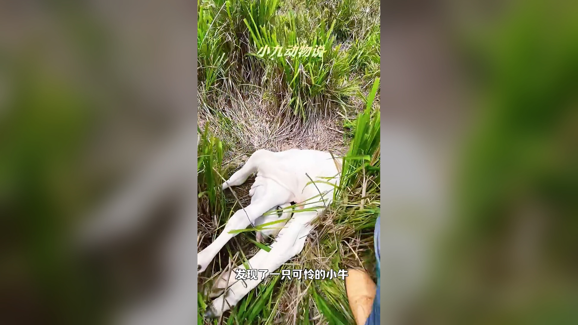 T2405036_The calf was lying on the grass with a strange shape. After the man found it, he helped it