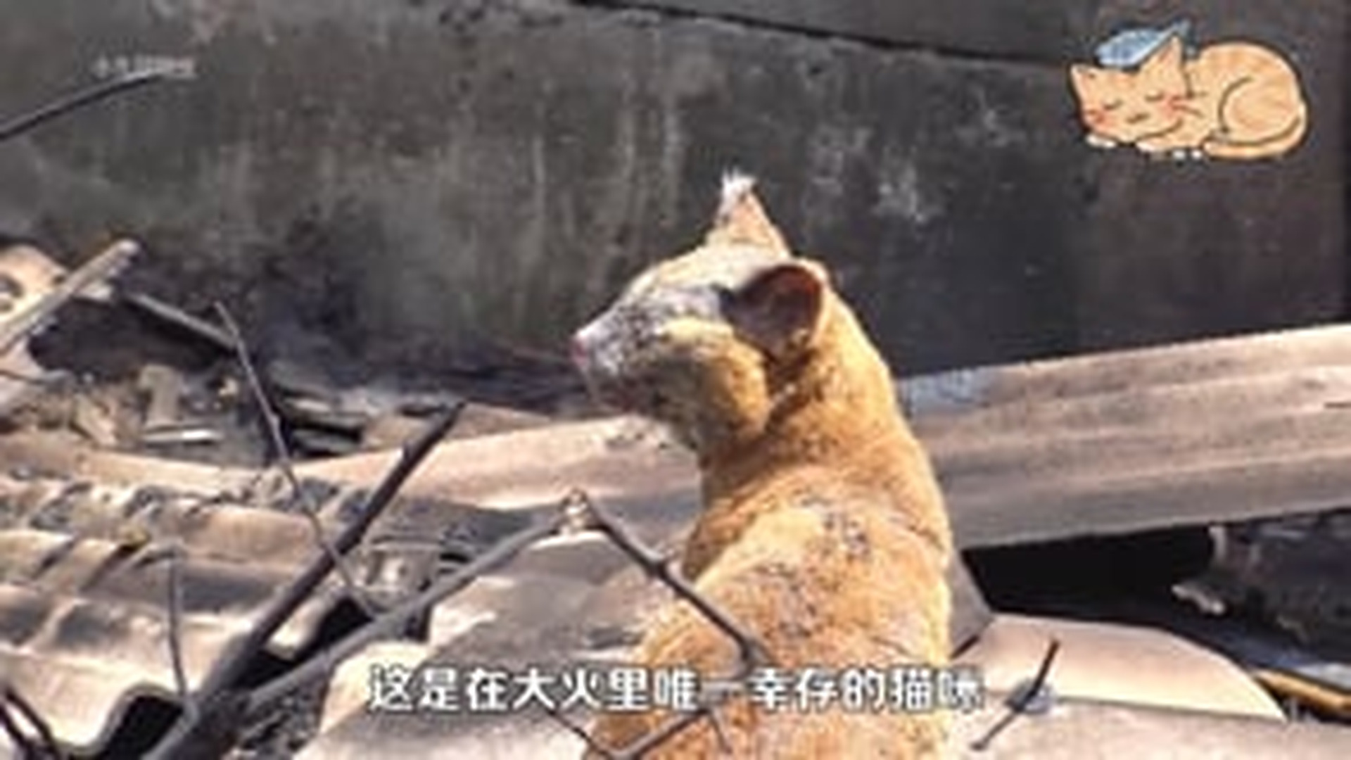 T2605040_After a fire, search and rescue workers found a surviving cat