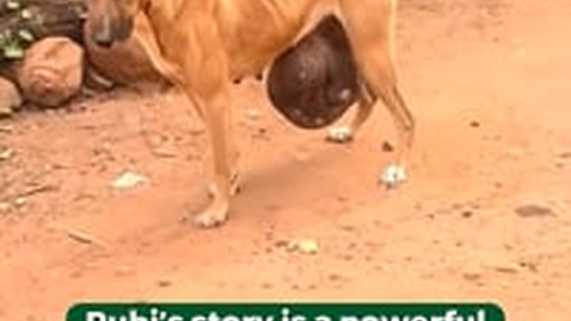 T2805018_Brave Rescue Dog Overcame Incredible Challenges Finally Found Loving Home